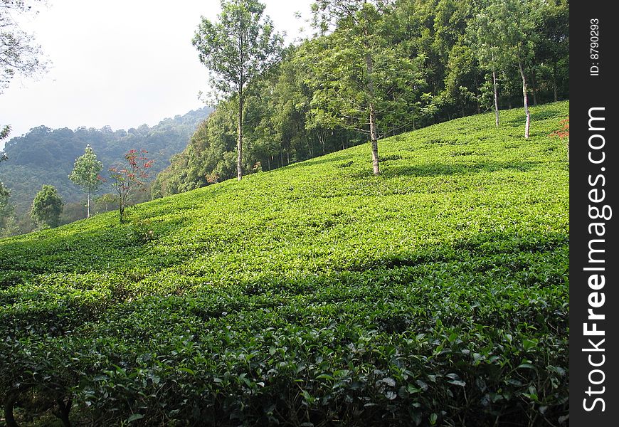 Tea plantation on sunny hillside - Indonesia. Tea plantation on sunny hillside - Indonesia