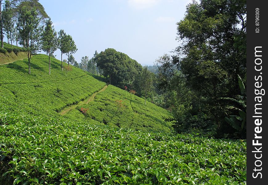 Tea Plantation - Indonesia