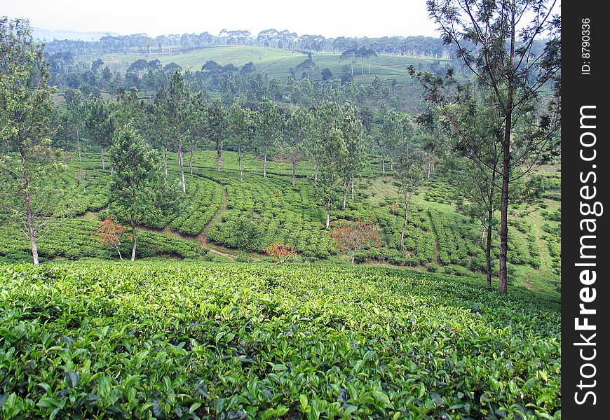 Tea plantation - Indonesia, horizon is a bit in haze