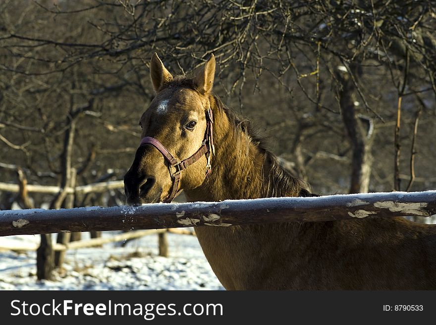 A brown horse near the apple-tree