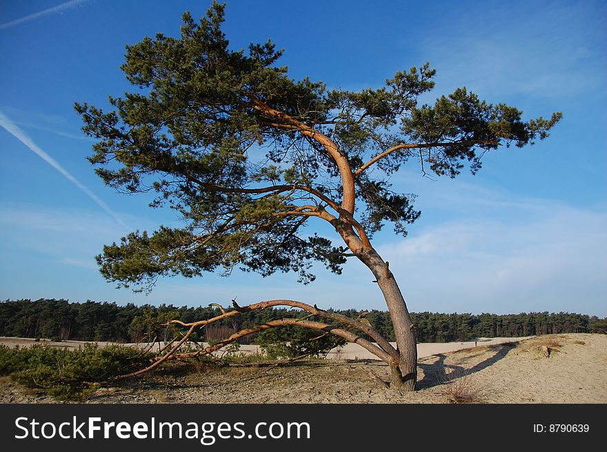 Tree in a Dutch landscape