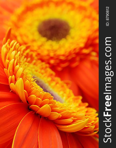 Flower background - orange yellow gerber daisies macro