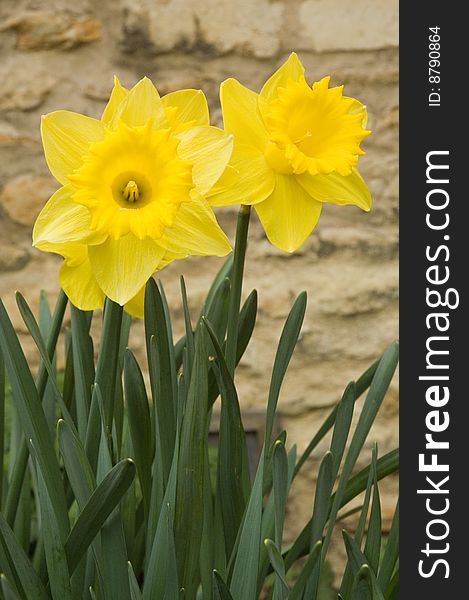 Jonquil (Narcissus pseudonarcissus) by the stone wall in the garden. Jonquil (Narcissus pseudonarcissus) by the stone wall in the garden