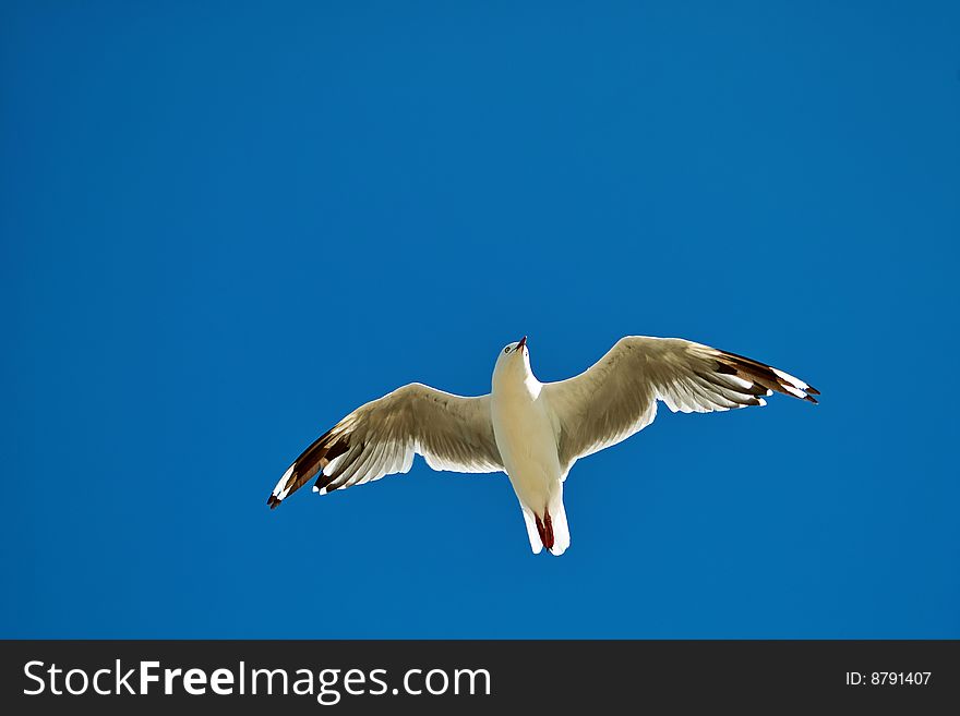 Backlit seagull soaring high above on blue sky. Backlit seagull soaring high above on blue sky