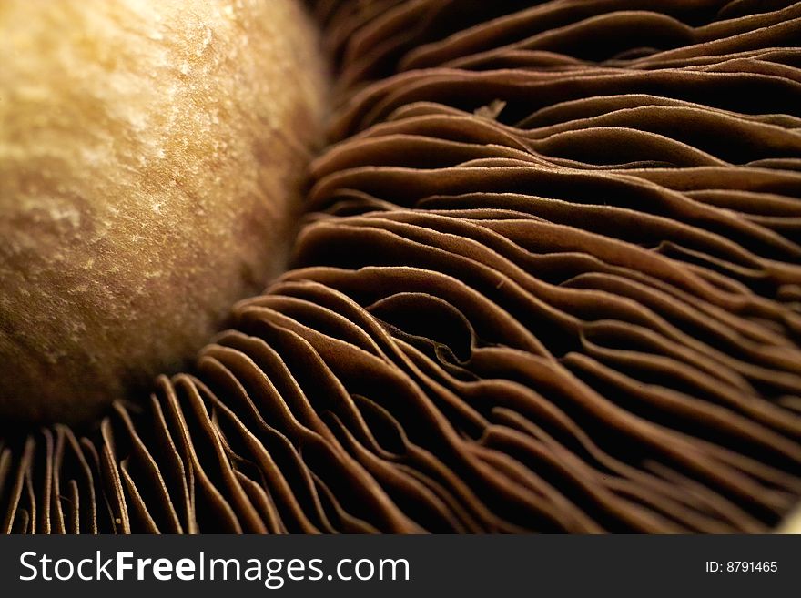 Close up of mushroom fins. Close up of mushroom fins