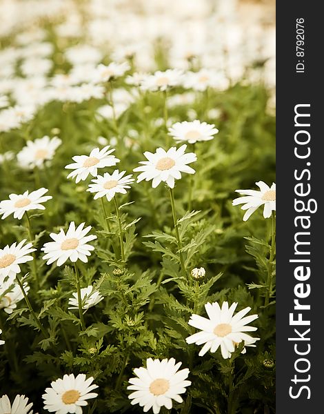 Field of daisies, selective DOF, focus on right.