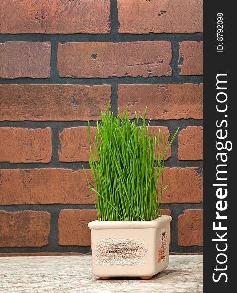 Flowerpot with wheat sprouts near brick wall in the kitchen