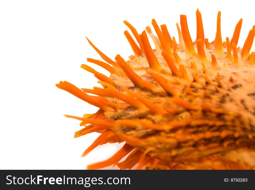 Orange sea shell with lots of long spikes. Orange sea shell with lots of long spikes