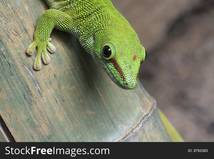 Close up macro image of a gecko. Close up macro image of a gecko