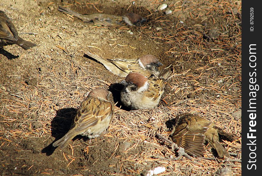 Sparrow bathe in the earth