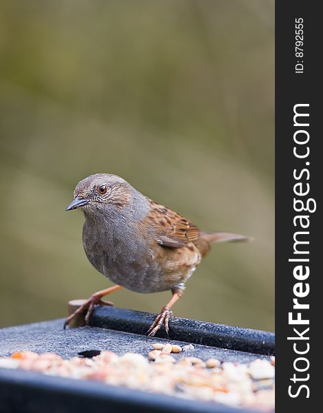 Picture of a dunnock on a feeding table. Picture of a dunnock on a feeding table