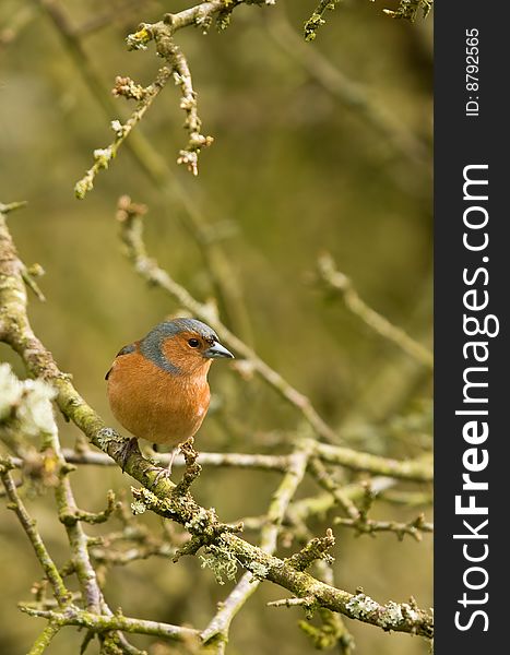 Close up shot of a brightly coloured chaffinch. Close up shot of a brightly coloured chaffinch