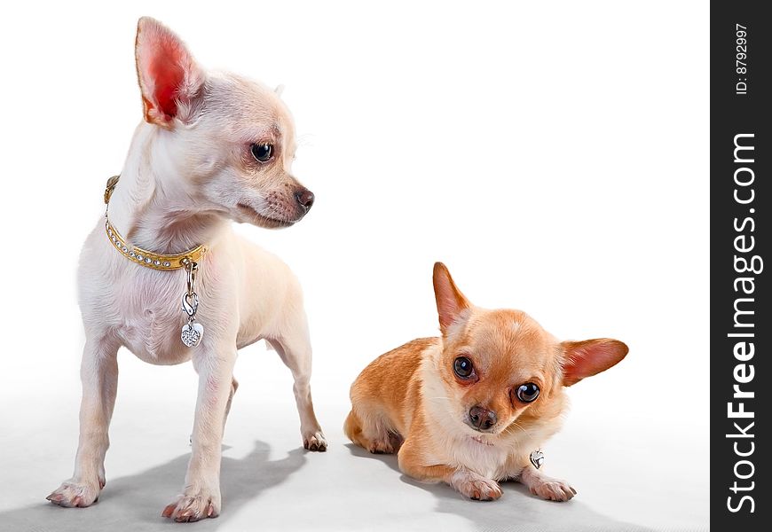 Two chihuahua breed female on white background. Two chihuahua breed female on white background