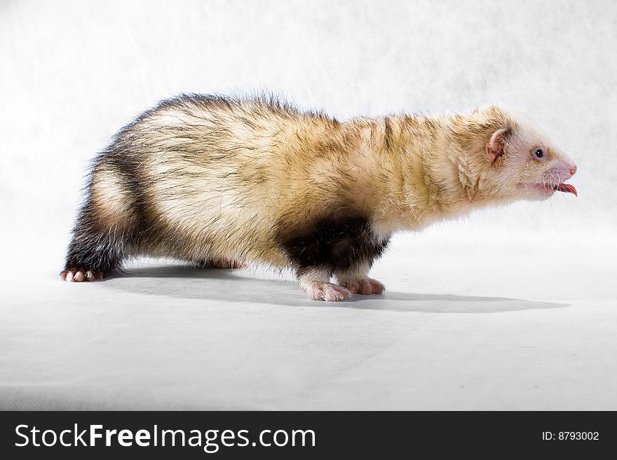 Pet polecat on a white non-woven material background with a protruding tongue. Pet polecat on a white non-woven material background with a protruding tongue