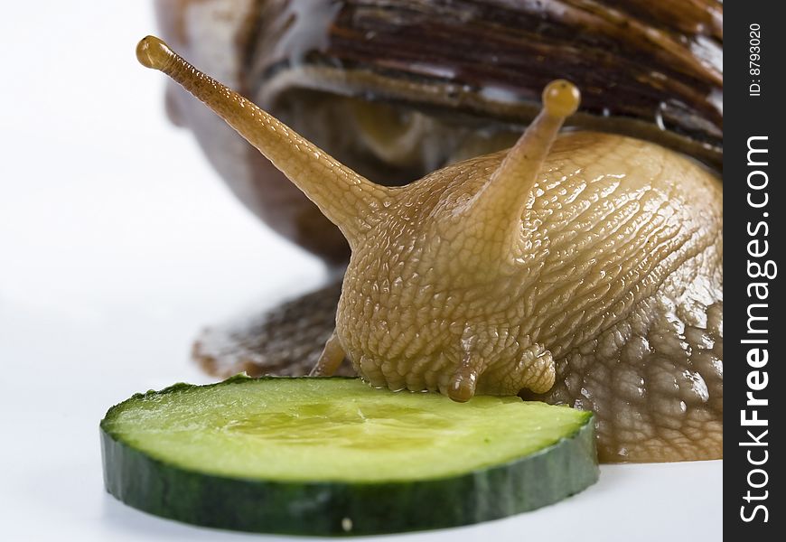 Achatina breeding in the home