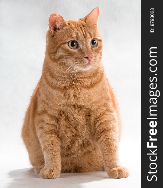 Red Cat, picked up on the street, sitting on white background.