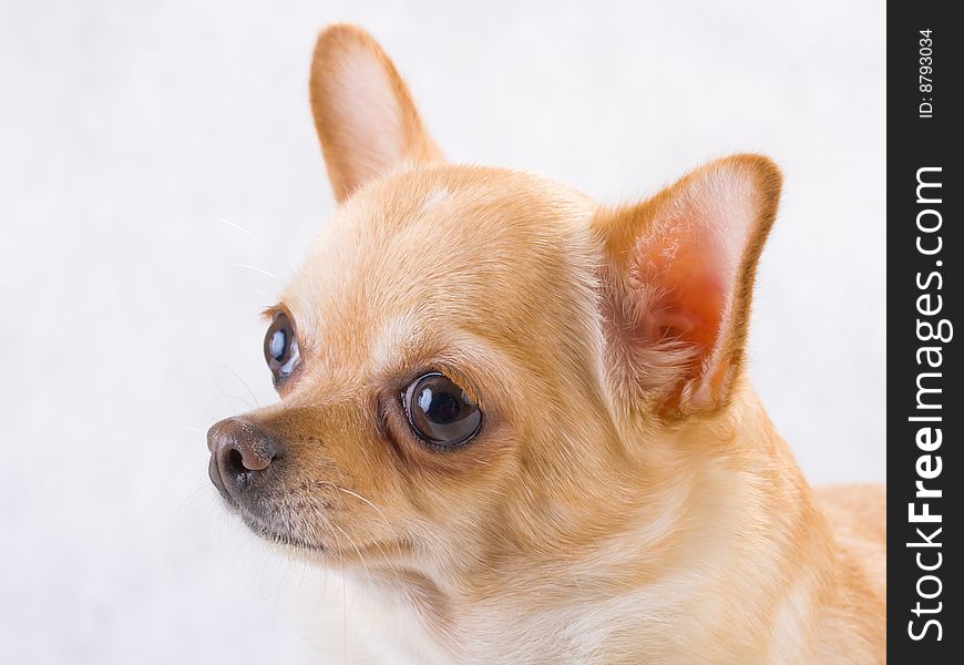 Chihuahua breed female on white background