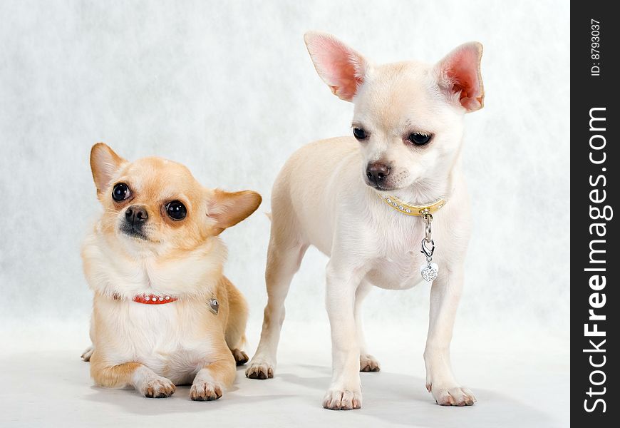 Two Chihuahua breed female on white background