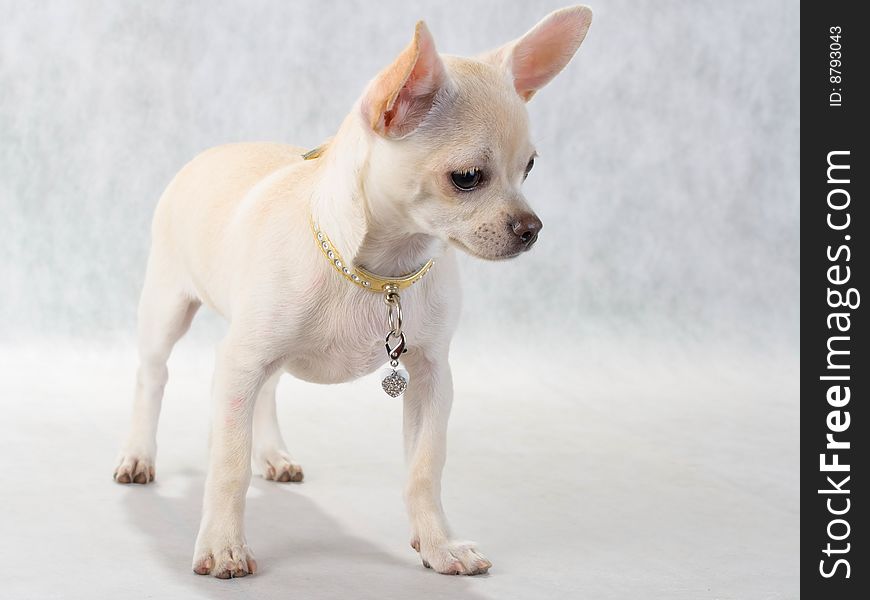 Chihuahua breed female on white background