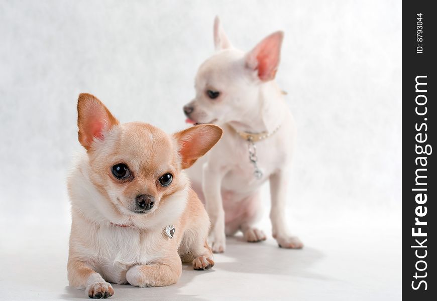 Two dwarf chihuahua dog breed. Two dwarf chihuahua dog breed.