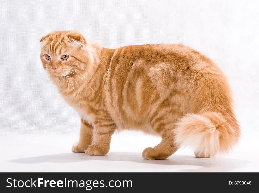 Red Cat breed Highland fold