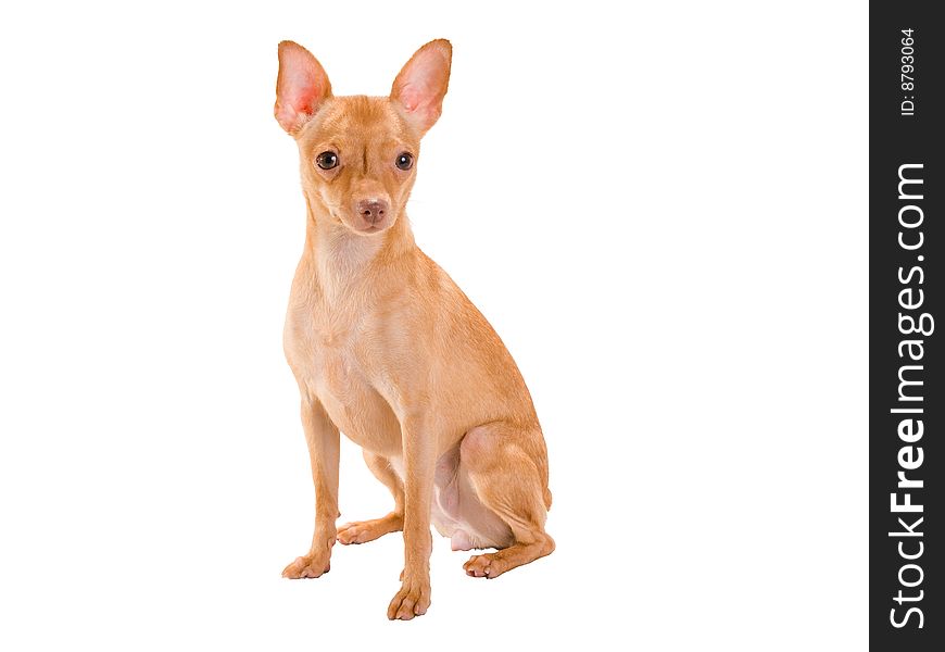 Isolated on white images of small young toy-terrier.