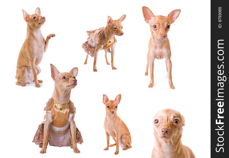 Six large isolated on white images of small young toy-terrier. Six large isolated on white images of small young toy-terrier.