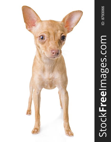 Isolated on white images of small young toy-terrier.