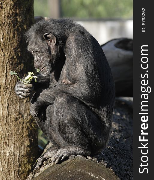An adult chimpanzee bites into a broccoli crown. An adult chimpanzee bites into a broccoli crown.