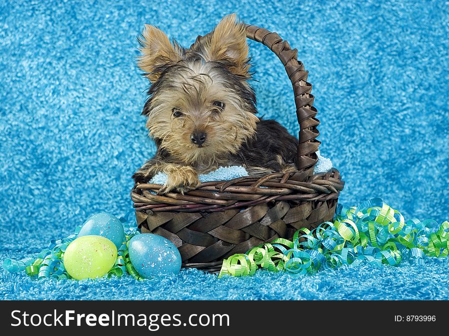 An adorable little four month old Yorkshire Terrier puppy in a brown basket with Easter Eggs and curly ribbons with a teal textured background with copy space. An adorable little four month old Yorkshire Terrier puppy in a brown basket with Easter Eggs and curly ribbons with a teal textured background with copy space