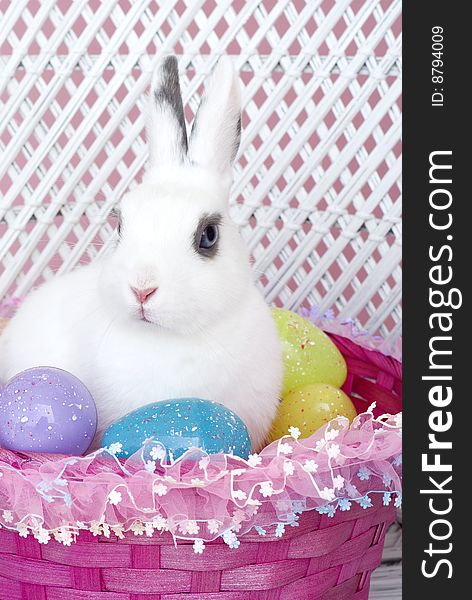 A young white rabbit in a pink Easter basket with mulicolored Easter eggs, vertical with copy space. A young white rabbit in a pink Easter basket with mulicolored Easter eggs, vertical with copy space