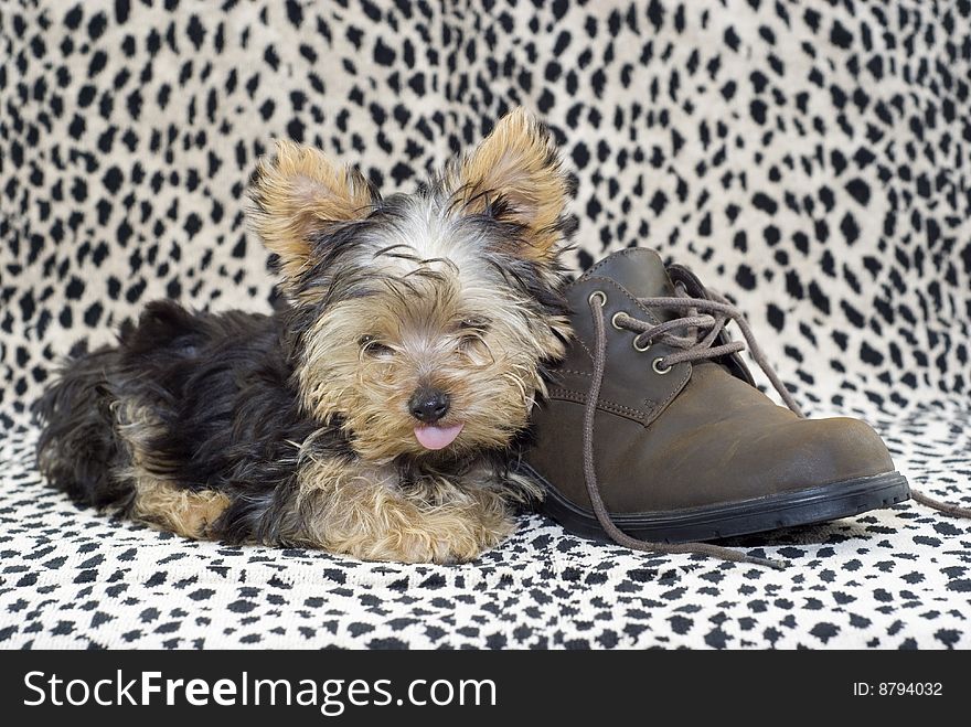 Yorkie Puppy With Brown Shoe