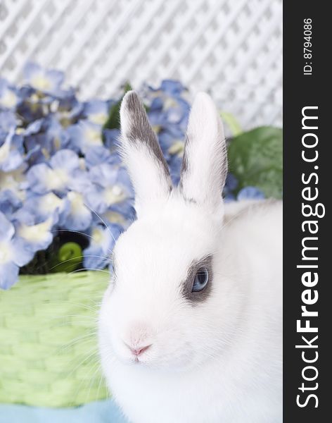 A closeup of a young white rabbit with focus on the rabbit and a green basket of blue flowers in the background, copy space. A closeup of a young white rabbit with focus on the rabbit and a green basket of blue flowers in the background, copy space