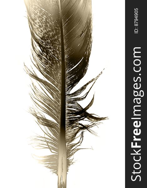 Feather