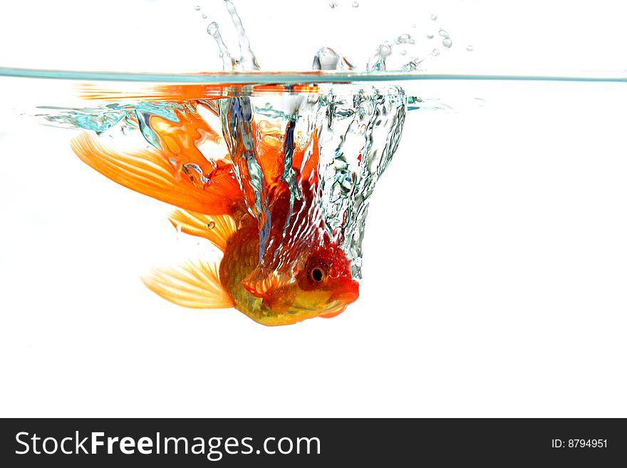 Goldfish falling in water on white background