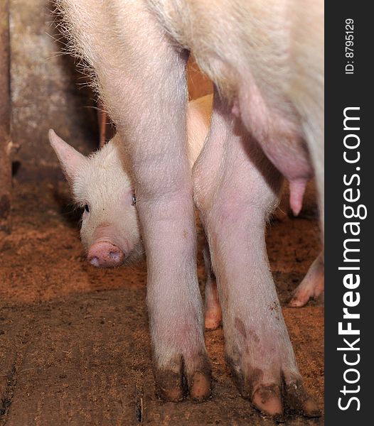 Small pig who searches for protection at mum. Small pig who searches for protection at mum