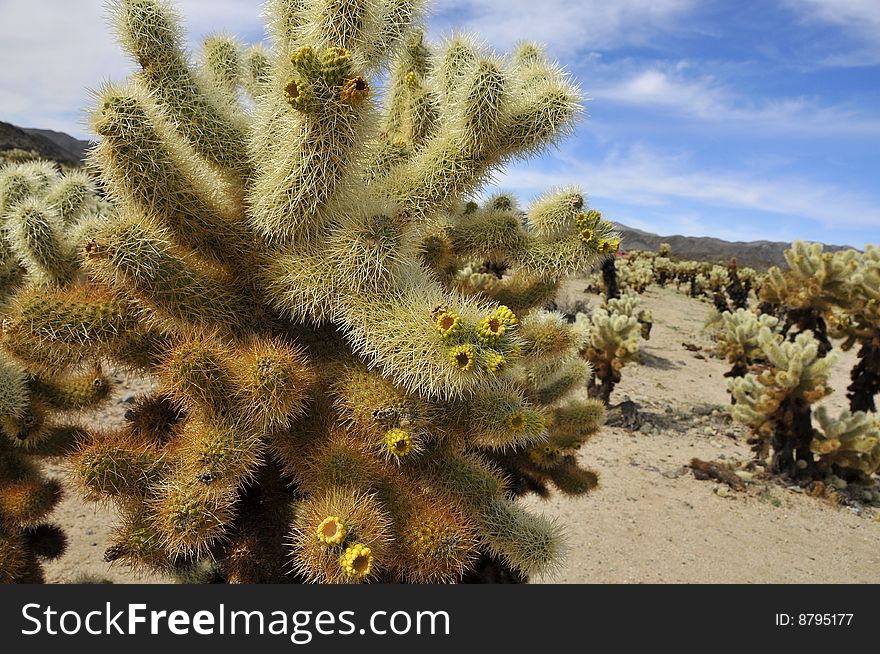 Cholla Cactus Garden at Joshua Tree National Park in Early Spring. Cholla Cactus Garden at Joshua Tree National Park in Early Spring