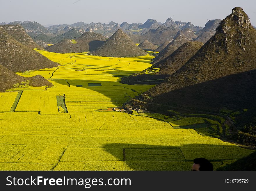 Hill & Rape Fields