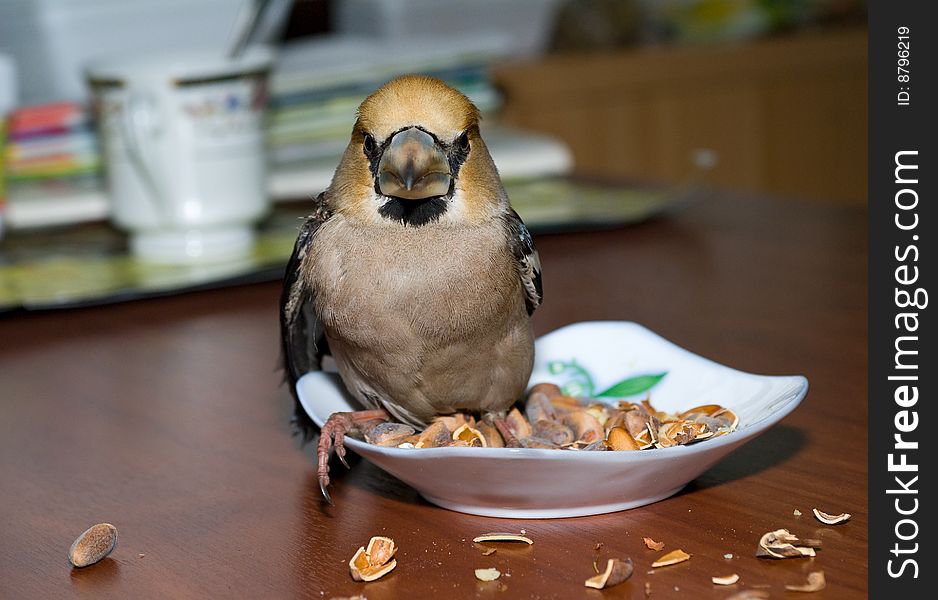 A close-up of the bird hawfinch on cup with nuts. A close-up of the bird hawfinch on cup with nuts.