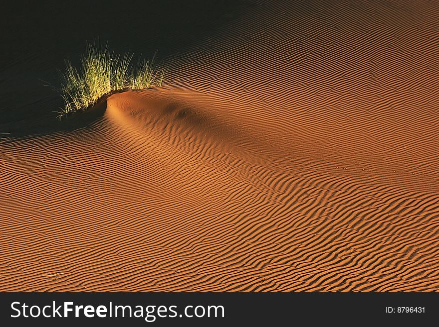 Morning light on the dune surface. Morocco.