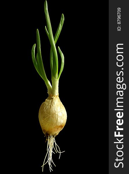 Green onions has taken root in spring on a black background. Green onions has taken root in spring on a black background