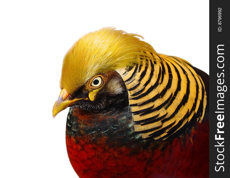 Golden pheasant closeup isolated