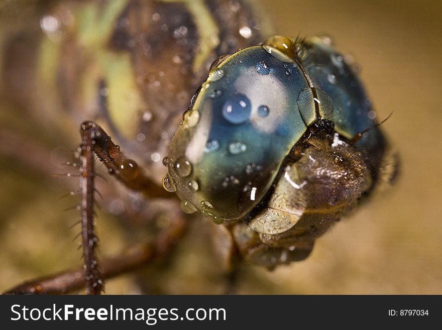 View highly magnified eye of a dragonfly