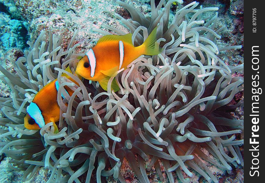 Clown fishs with anemone in Red sea