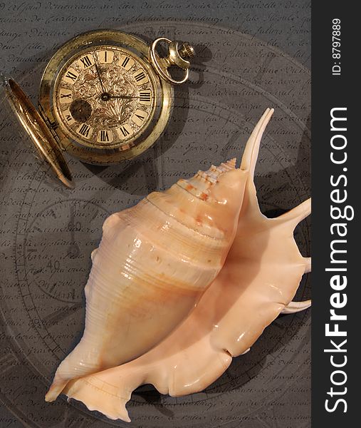 Pocket Hours And Sea Shellfish