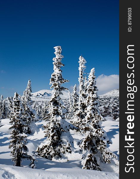 Alpine slope with pine tree covered snow