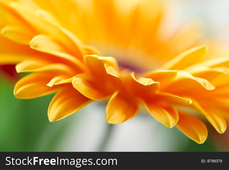 Close-up photo of yellow daisy-gerbera