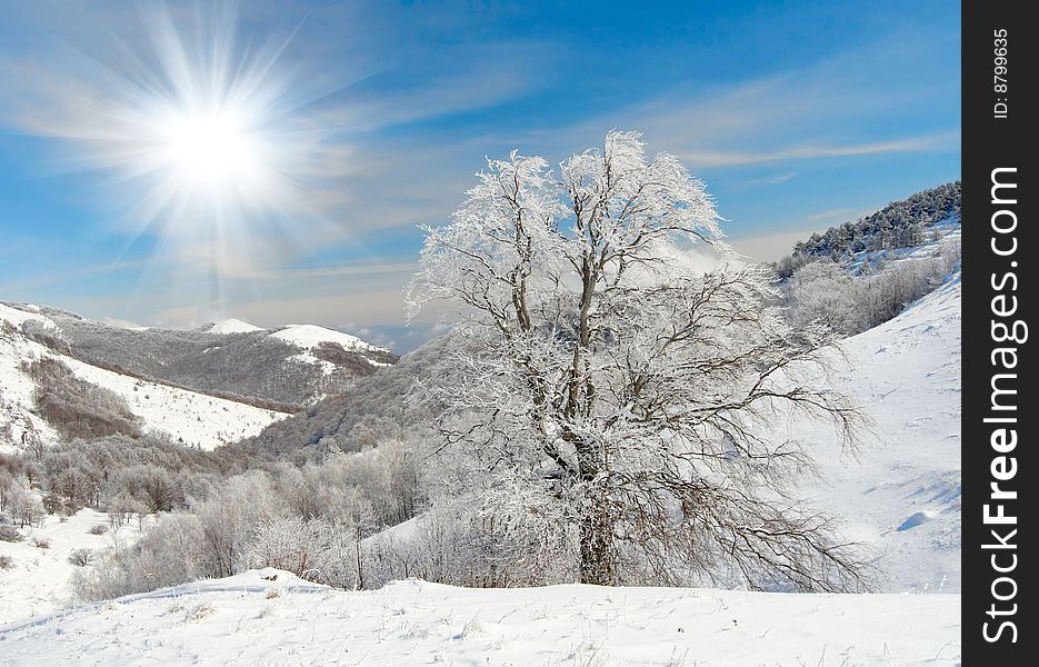 Frozen tree in mountains on sunny day. Frozen tree in mountains on sunny day