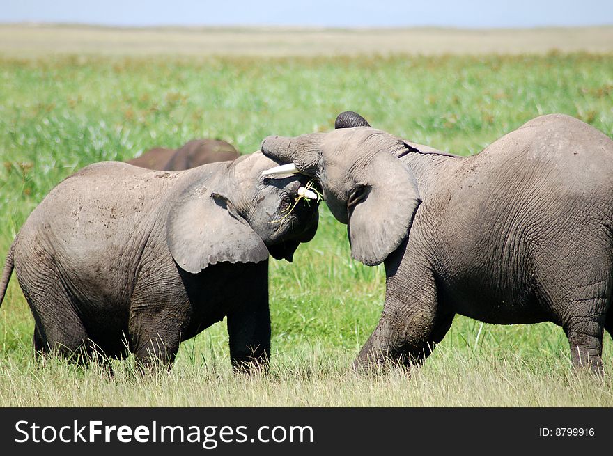 Two young male elephants test their strength in Amboselli National Park, Kenya. Two young male elephants test their strength in Amboselli National Park, Kenya.