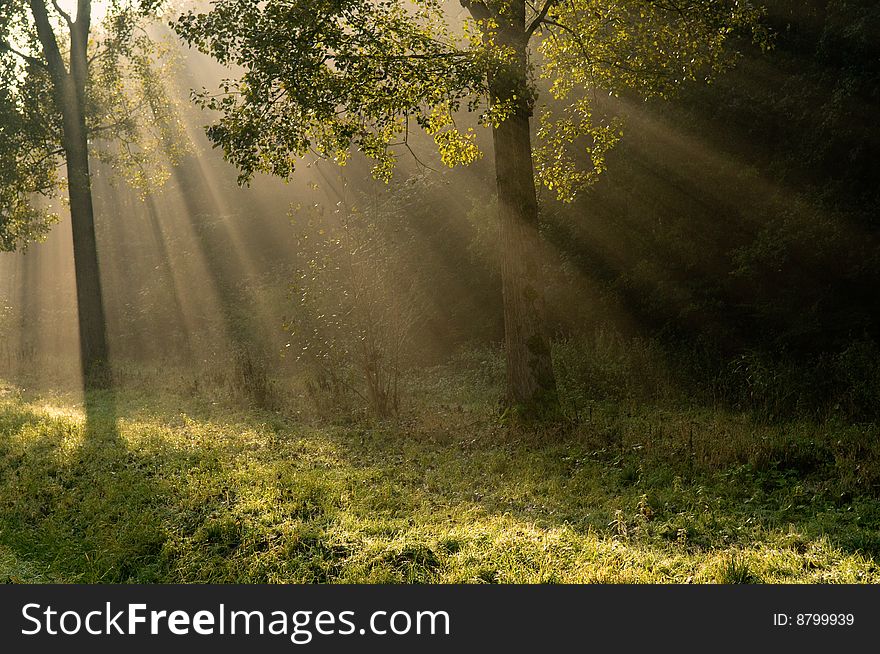 Trees in backlight with sun-rays
